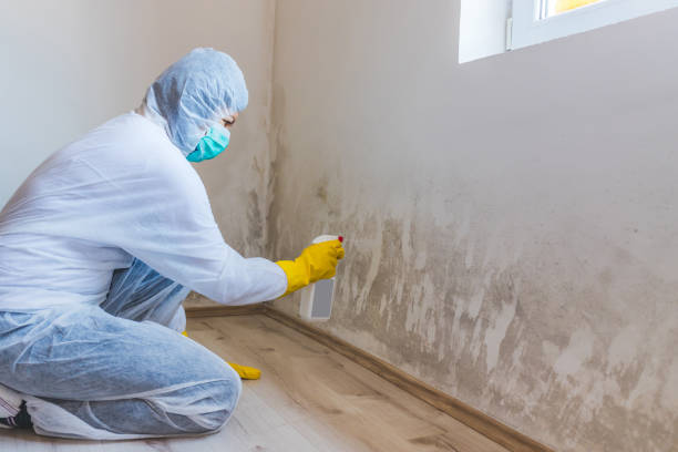 Licensed Mold Remediation service in Cockeysville, MD - WQB Mold Removal